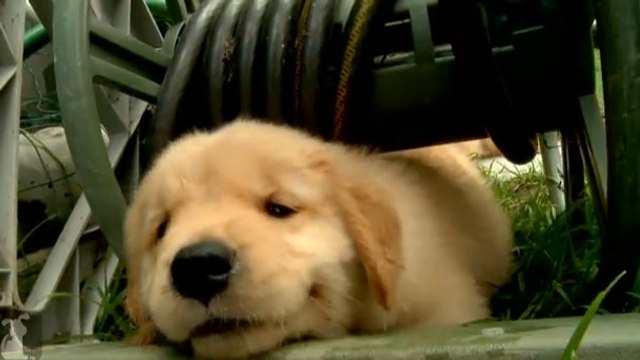 Ces chiots très joueurs sont la chose la plus mignonne que vous verrez aujourd'hui. Vous ne pourrez pas résister