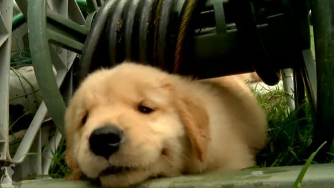 Ces chiots très joueurs sont la chose la plus mignonne que vous verrez aujourd'hui. Vous ne pourrez pas résister