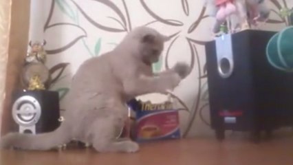 Ce chat écoute de la musique. Mais l'effet produit n'est pas celui qu'il voulait