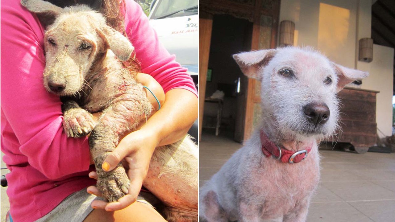 Cette chienne était promise à une mort certaine. Mais des gens au grand coeur lui ont sauvé la vie