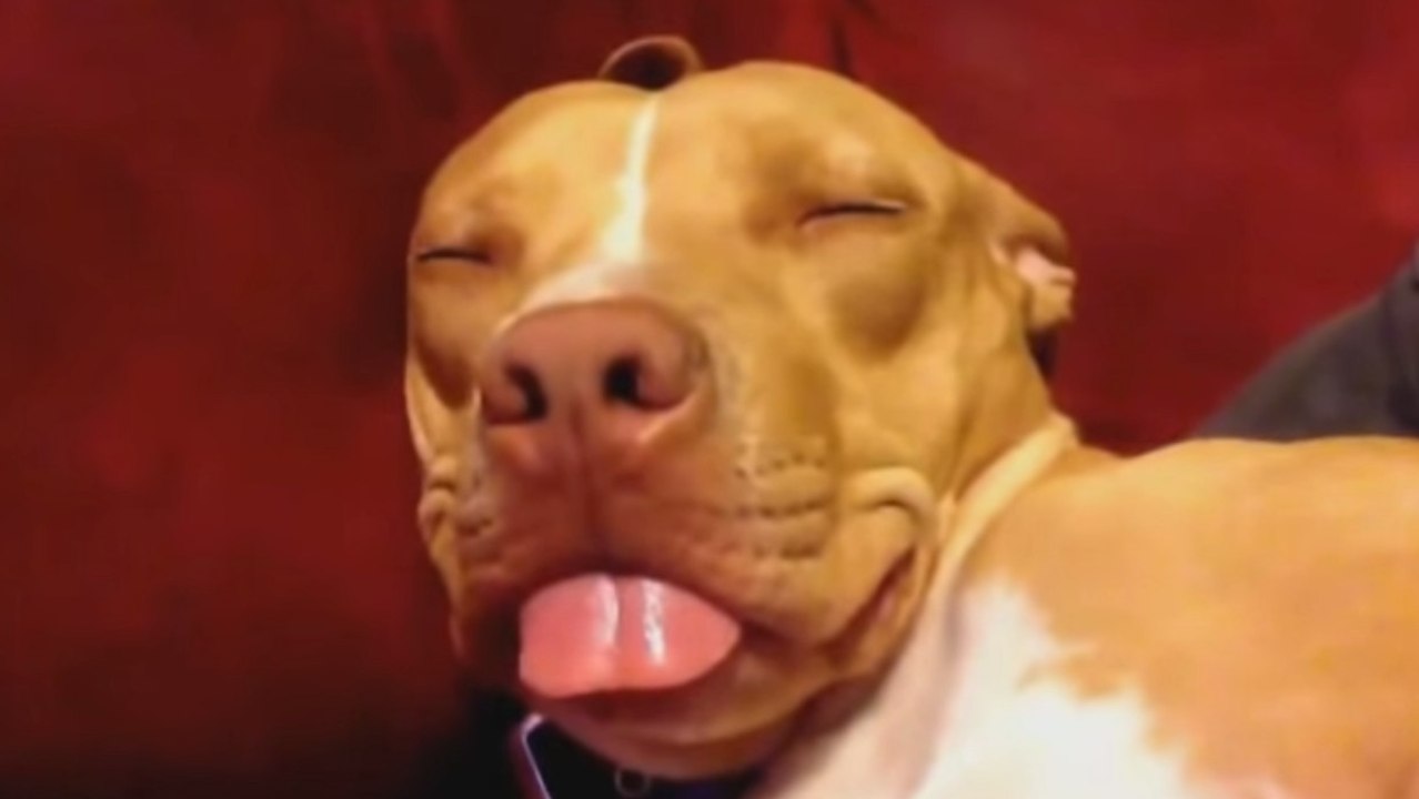 Ces chiens sont complètement dingues. Et ils le prouvent