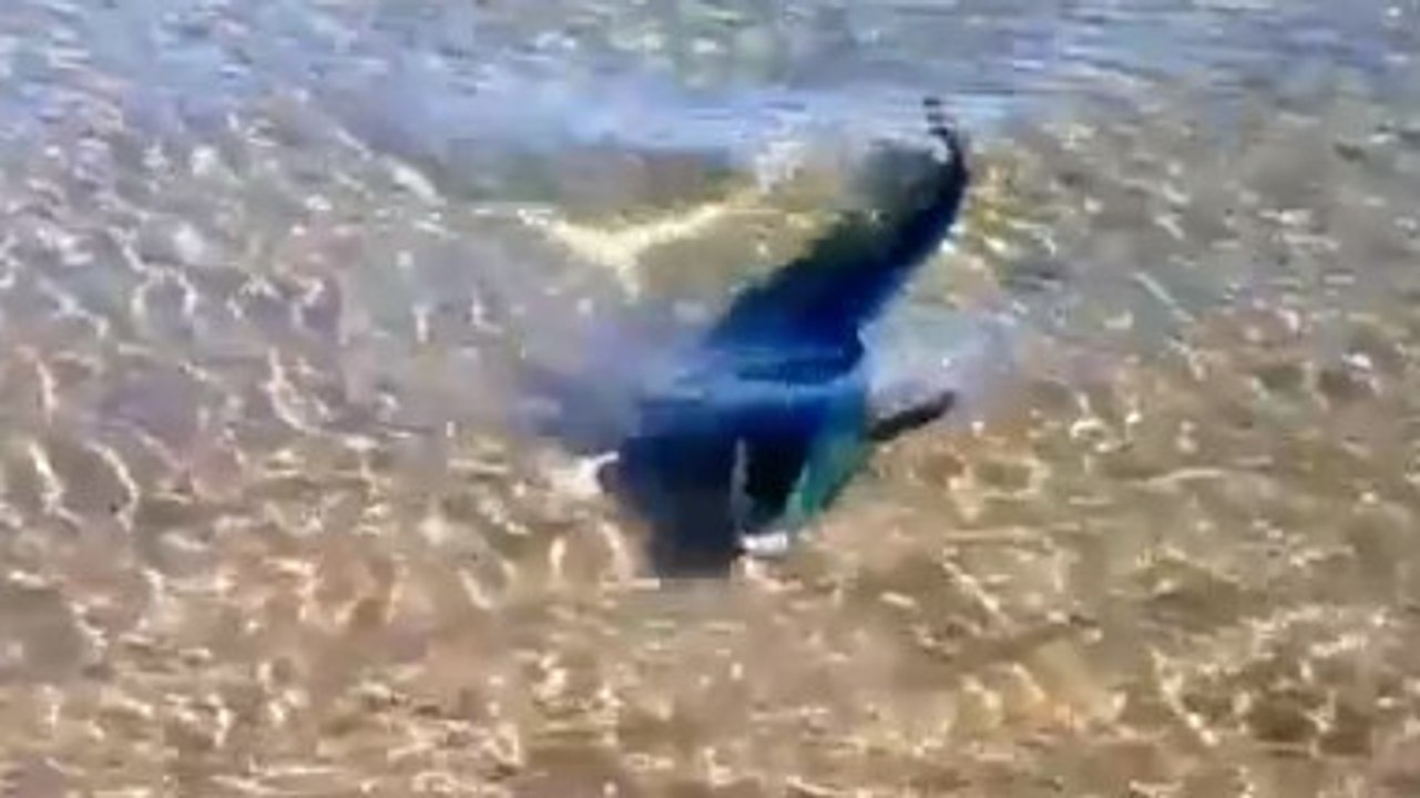 Cet homme se baladait au bord de la plage. Il a fait une rencontre totalement inattendue