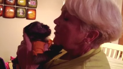 Ce bébé singe capucin retrouve sa grand-mère. Et il est très heureux