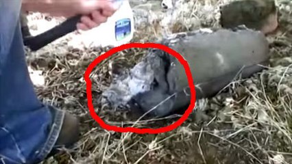 Ce chat était promis à une mort certaine. Mais ces hommes lui ont sauvé la vie