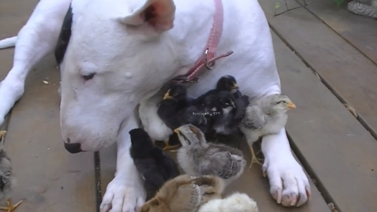 Cette chienne est une véritable mère pour ces poussins. Regardez la jouer avec eux