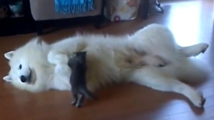 Ce chaton est très joueur. Et il s'est trouvé un nouvel ami