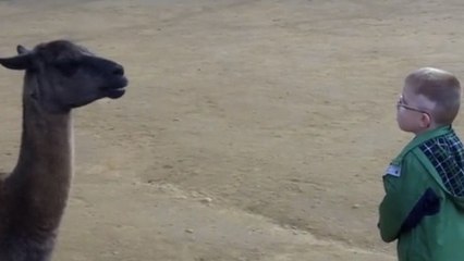 Ce petit garçon croise la route d'un lama. Mais que va t-il se passer ?