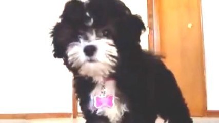 Ce chien est le plus timide du monde. Découvrez sa réaction hilarante face à une caméra