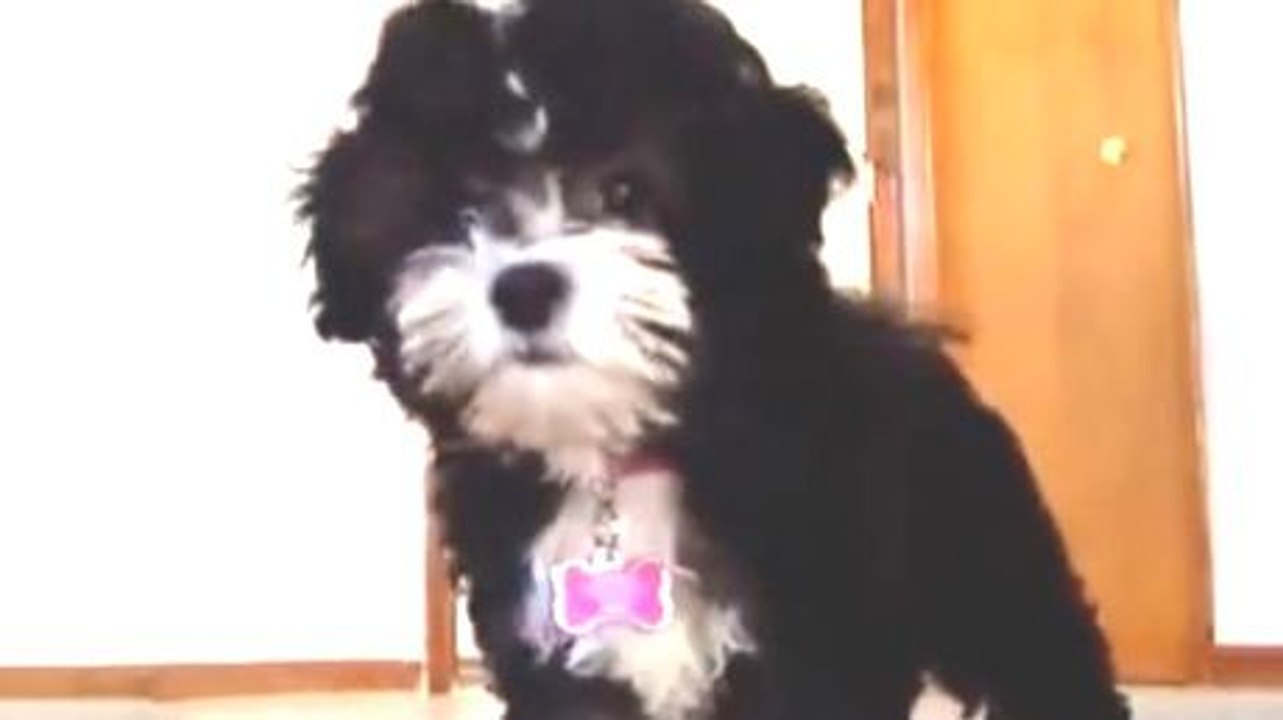 Ce chien est le plus timide du monde. Découvrez sa réaction hilarante face à une caméra