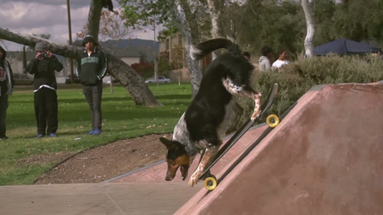 Ce chien et son maître réalisent un parkour en slow motion. Ils vont vous en mettre plein les yeux
