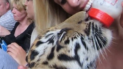 Ce petit tigre adore être nourri au biberon. Il va vous faire fondre