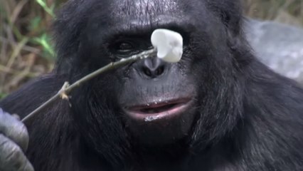 Ce gorille sait faire du feu et cuisiner. Vous n'allez pas en revenir