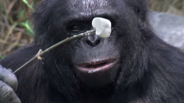 Ce gorille sait faire du feu et cuisiner. Vous n'allez pas en revenir