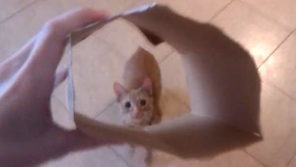 Ce chat vient d'apercevoir un emballage en carton. Mais que va t-il faire ?