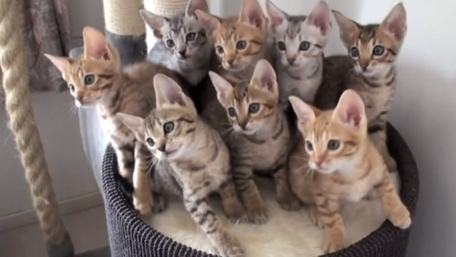 Ces chatons sont comme hypnotisés. Ils bougent tous exactement au même rythme
