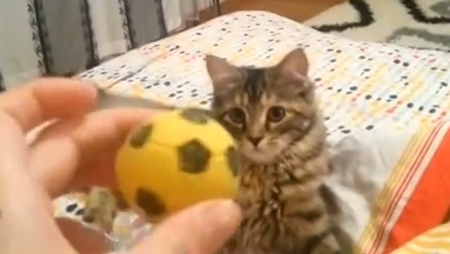 Ce chat se comporte comme un chien. Il va vous faire halluciner