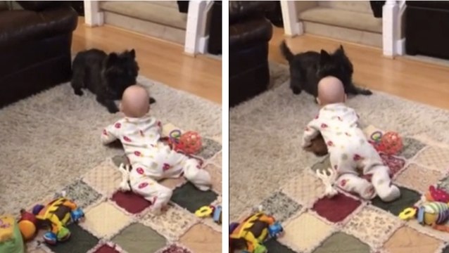 Ce chien rencontre un bébé pour la première fois. Sa réaction est hilarante