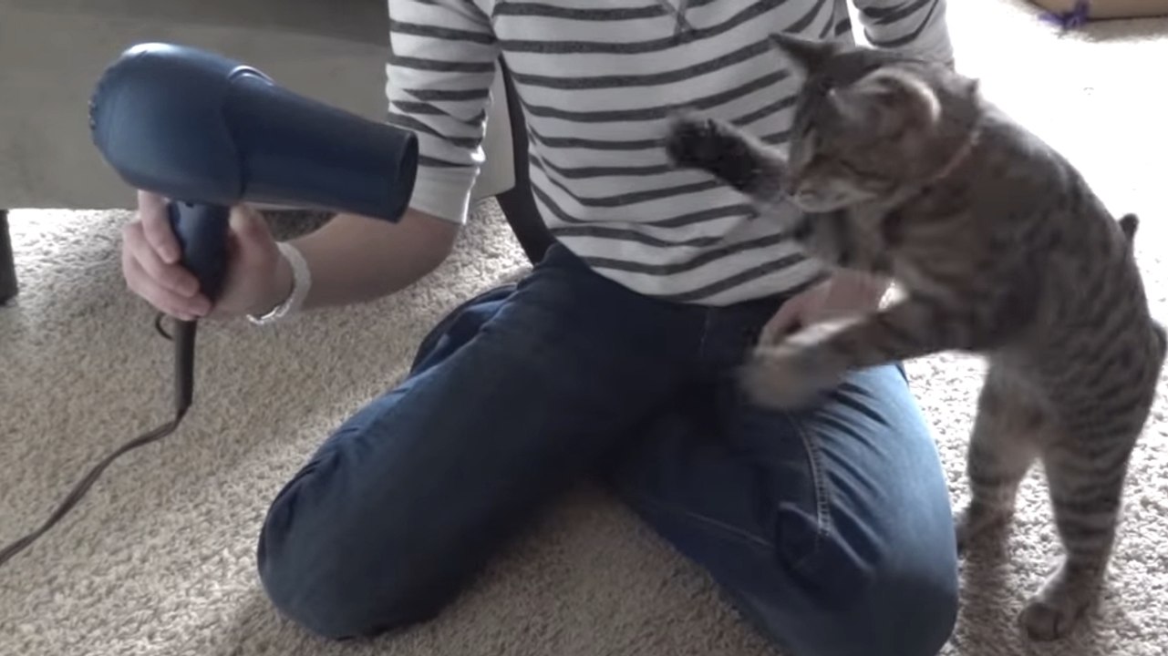 Ce chat découvre les pouvoirs d'un sèche-cheveux. Sa réaction est hilarante