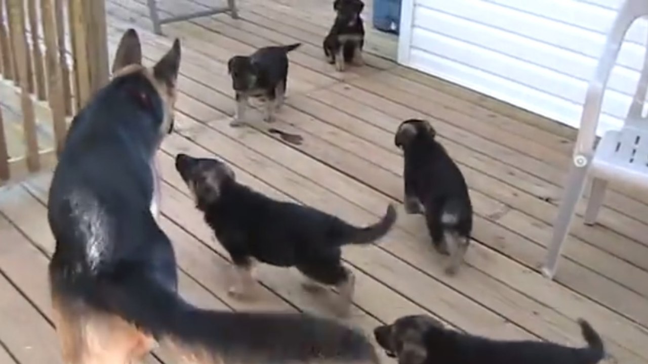 L'instinct paternel existe même chez les chiens...