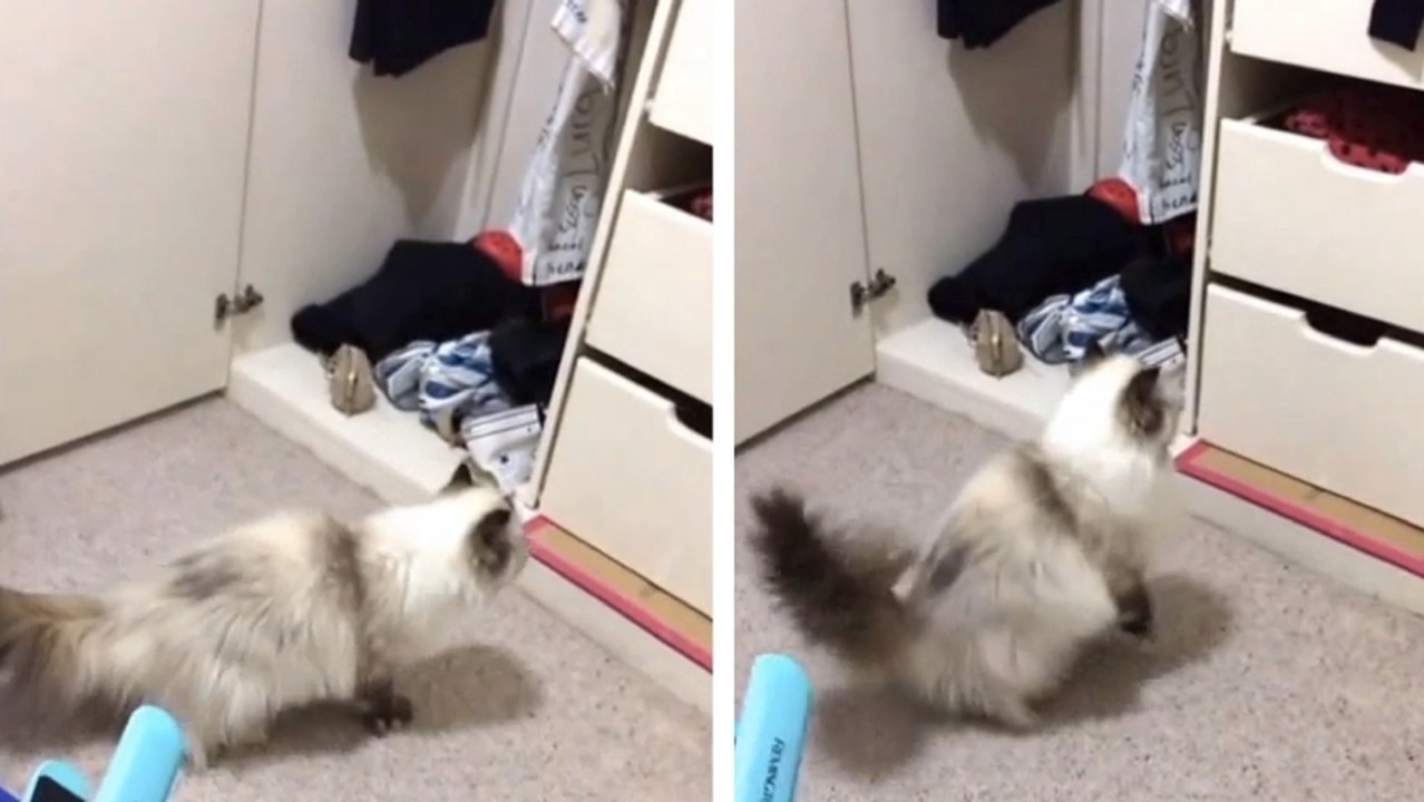 Ce chat est effrayé par quelque chose dans ce placard. Mais quoi ?
