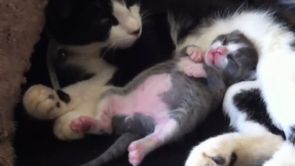 Ce chaton est le plus mignon du monde quand il dort. Découvrez pourquoi