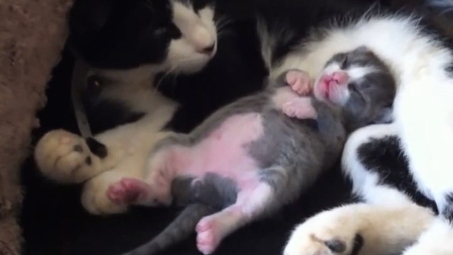 Ce chaton est le plus mignon du monde quand il dort. Découvrez pourquoi