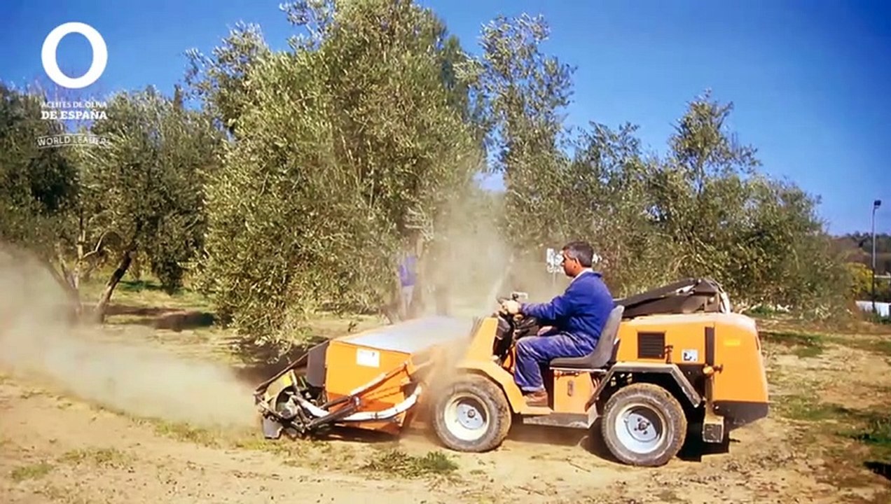 Tipos de aceites de oliva - Aceites de Oliva de España