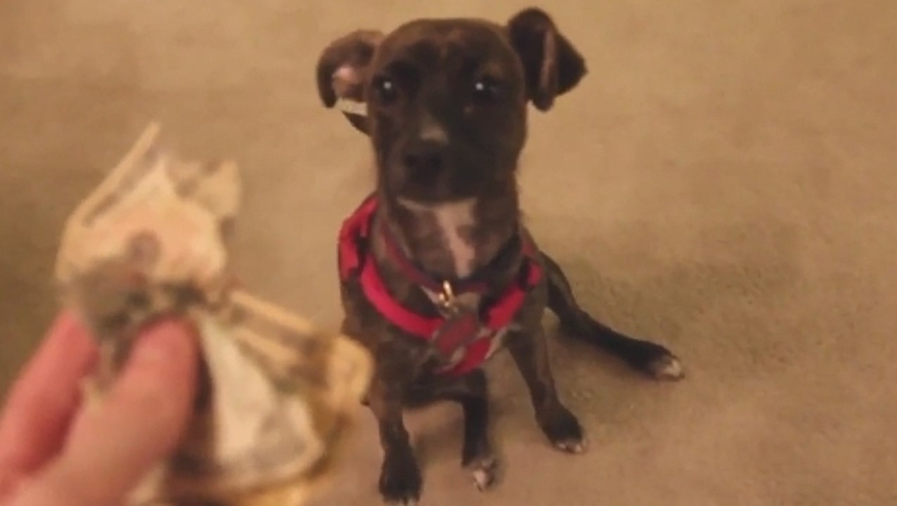 Ce chien sait qu'il a fait une bêtise. Mais quelle va être sa réaction ?