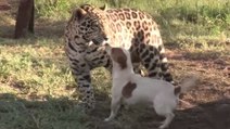 Ce chien et ce jaguar sont les meilleurs amis du monde. Découvrez leur belle amitié