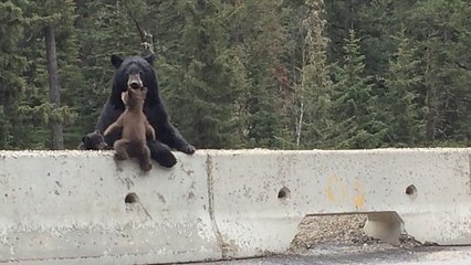 Ce petit ours voulait traverser l'autoroute. Mais heureusement, sa mère veillait au grain