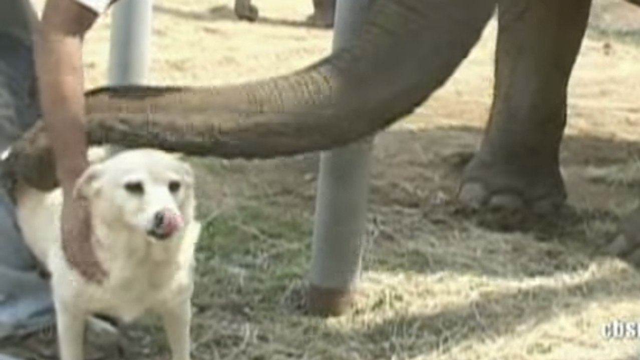 Cet éléphant et ce chien sont les meilleurs amis du monde. Découvrez leur incroyable relation