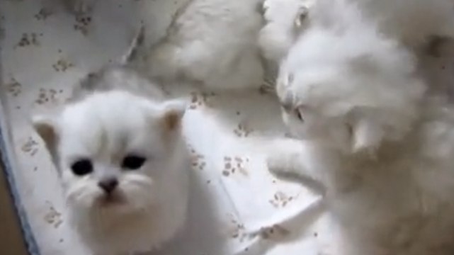 Ces chatons adorent les câlins. Et ils n'hésitent pas à en demander à leur maître