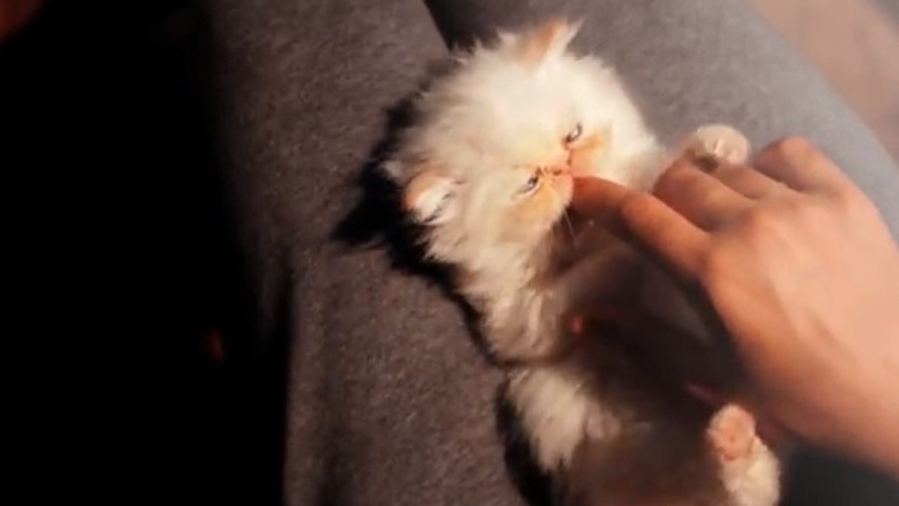 Ce chat adore les caresses. Regardez-le en demander à son maître