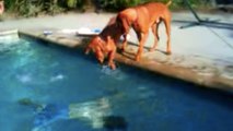 Voilà ce qui se passe quand le maître de ce chien plonge dans la piscine. Vous allez être surpris