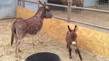 Ce petit âne n'a que quelques semaines. Et il est déjà très joueur