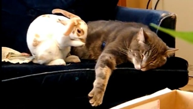 Ce chat et ce lapin sont de très bons amis. Et ils sont inséparables
