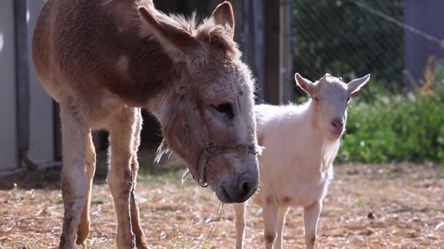 Cet âne et ce bouc avait été séparés. Leurs retrouvailles sont émouvantes