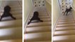 Ce chien a une drôle de manière de descendre les escaliers. Vous allez mourir de rire