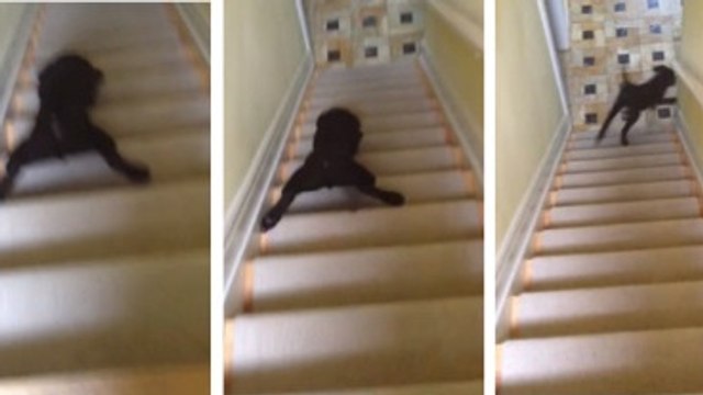 Ce chien a une drôle de manière de descendre les escaliers. Vous allez mourir de rire