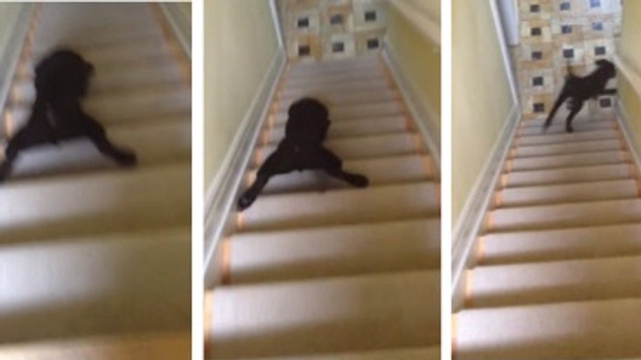 Ce chien a une drôle de manière de descendre les escaliers. Vous allez mourir de rire