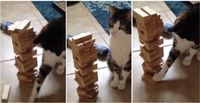 Ce chat joue au jenga mieux que vous. Découvrez cette superbe partie