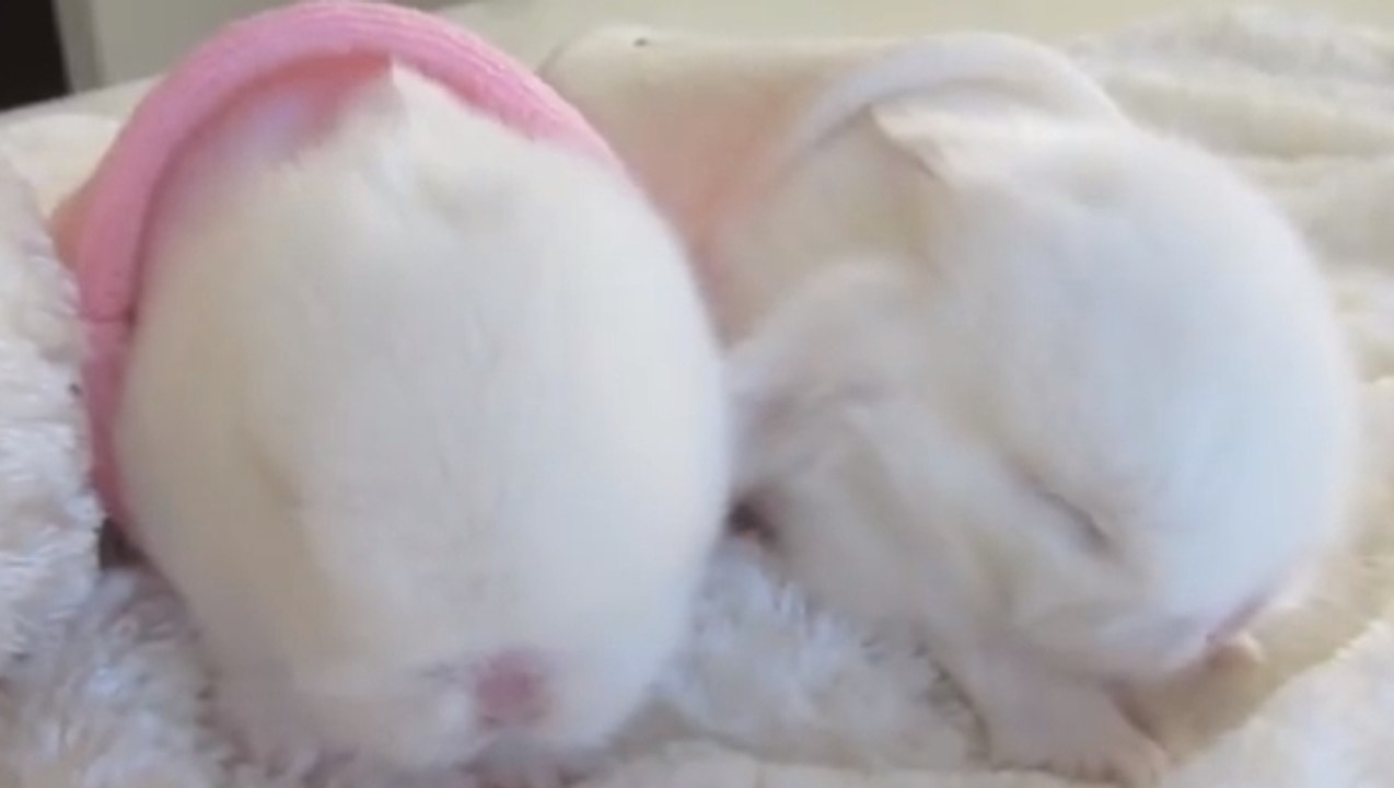 Ces bébés lapins sont absolument adorables. Vous allez craquer