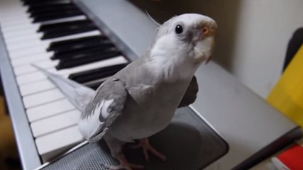 Cet oiseau est tellement fan de Totoro qu'il ne peut s'empêcher de le chanter. Et ce divinement bien