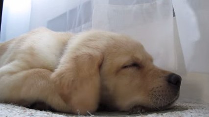 Ce chien adore dormir dans un endroit incongru. Vous ne devinerez jamais où
