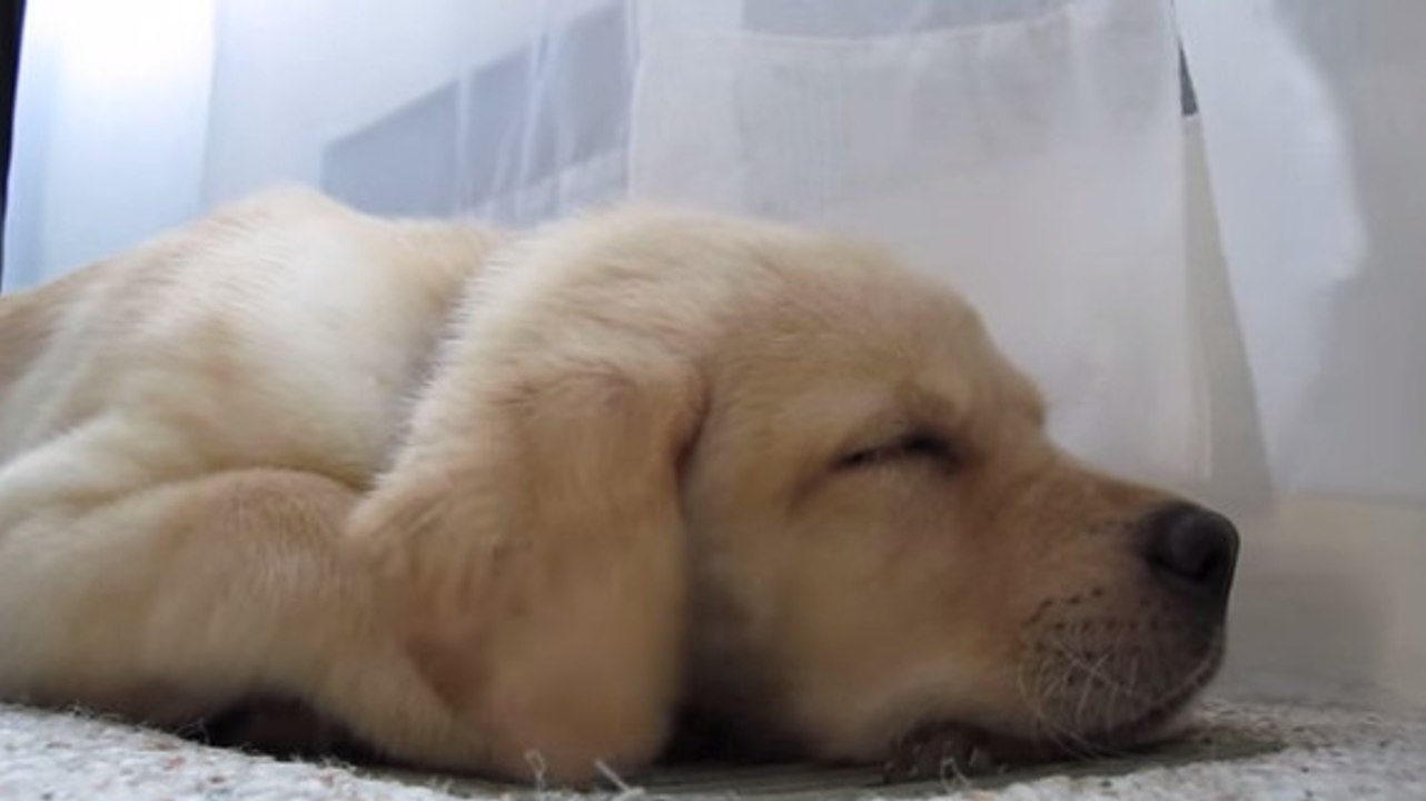 Ce chien adore dormir dans un endroit incongru. Vous ne devinerez jamais où