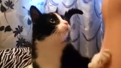 Ce chat est très affectueux. Et il cherche absolument les caresses