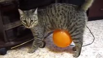 Ce chat découvre les ballons de baudruche pour la première fois. Mais les choses ne se passent pas comme prévu