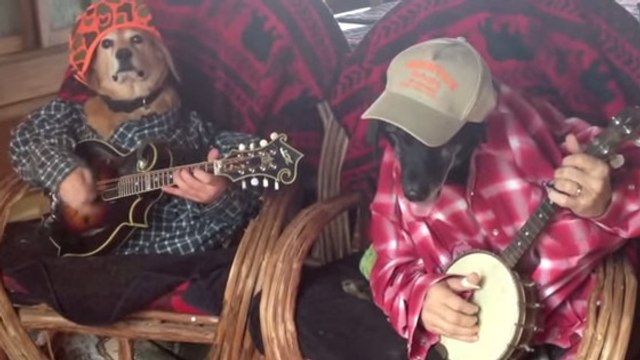 Ces chiens sont des passionnés de musique country. Et ils en jouent mieux que vous