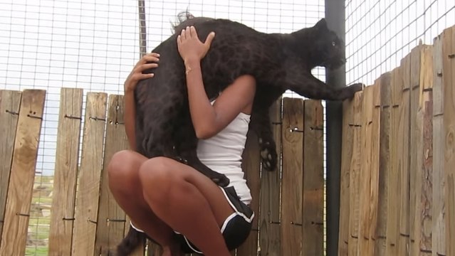 Cette femme n'avait pas vu cette panthère depuis des mois. Leurs retrouvailles sont très émouvantes