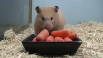 Ce hamster possède un drôle de record. Vous ne devinerez jamais lequel